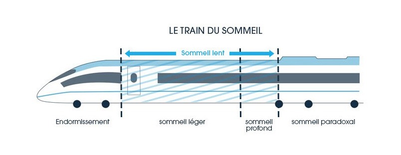 Quelles sont les phases du train du sommeil ?